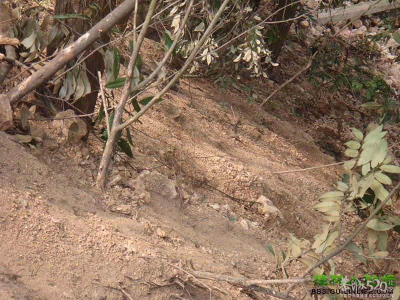 三江某村民强行在别人的地盘上修路，还要收过路费937 / 作者:晨锘 / 帖子ID:64720