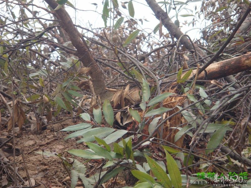 三江某村民强行在别人的地盘上修路，还要收过路费181 / 作者:晨锘 / 帖子ID:64720