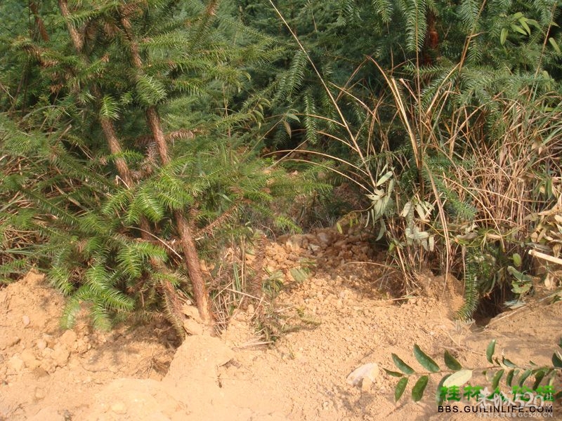 三江某村民强行在别人的地盘上修路，还要收过路费880 / 作者:晨锘 / 帖子ID:64720