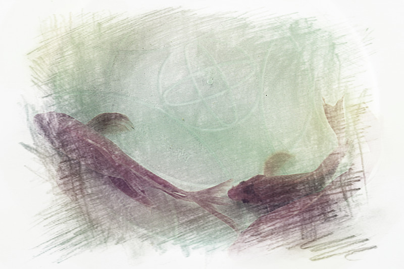 鱼445 / 作者:瑶乡看兰 / 帖子ID:64743