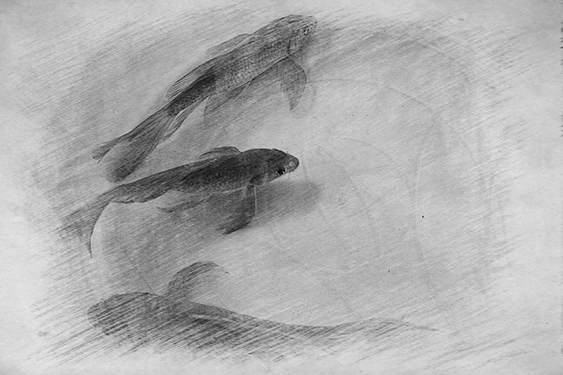 鱼972 / 作者:瑶乡看兰 / 帖子ID:64743