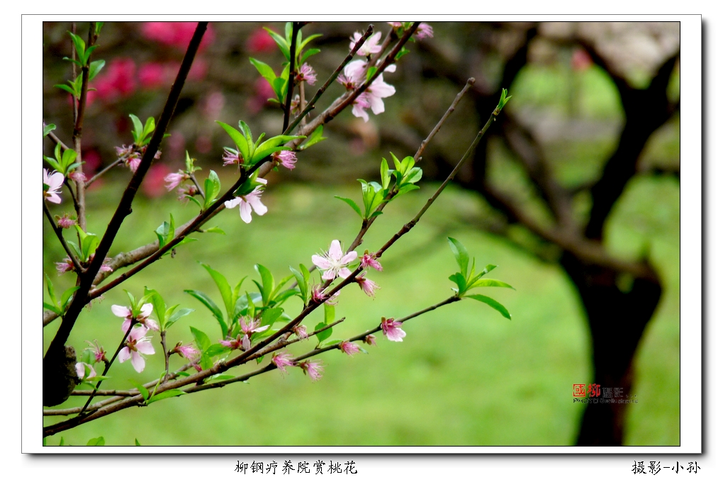 桂林风光集结号514 / 作者:与孤独共舞 / 帖子ID:104380