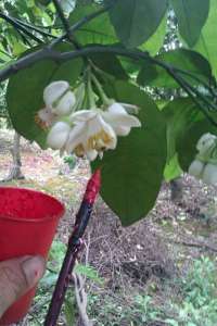 晓得这个是什么摆？889 / 作者:键盘上的音符 / 帖子ID:65396