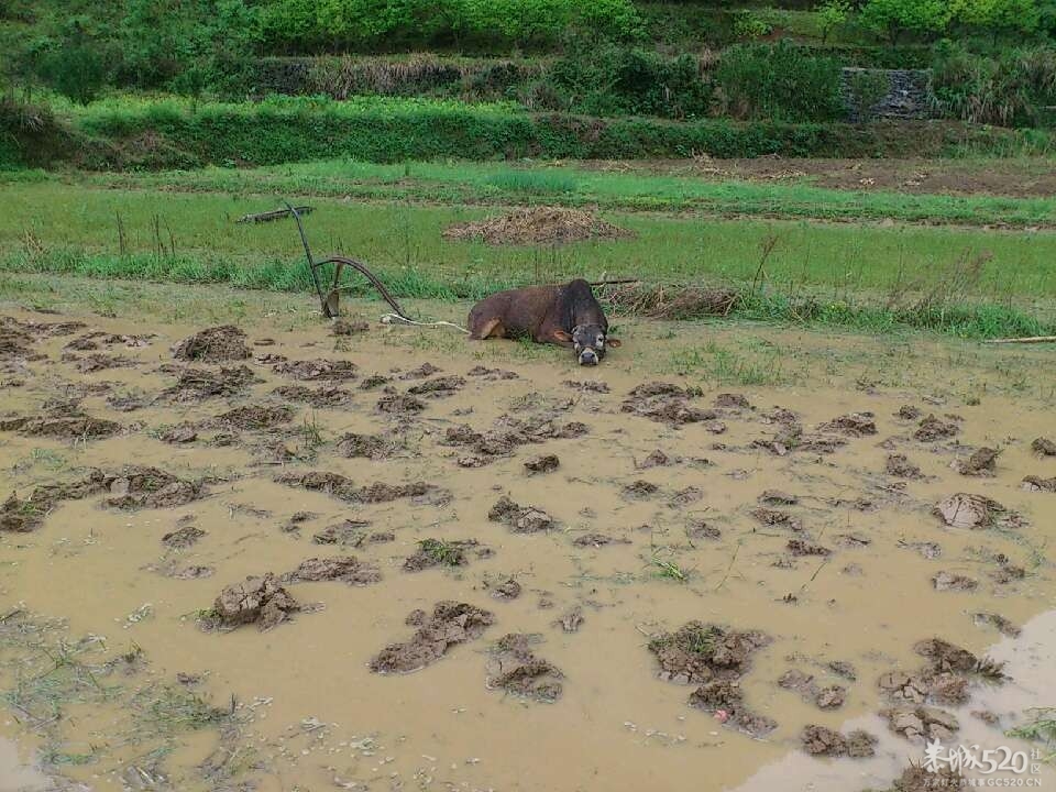 一声雷响春到来，牛古下田犁田来112 / 作者:笑桂林 / 帖子ID:66201