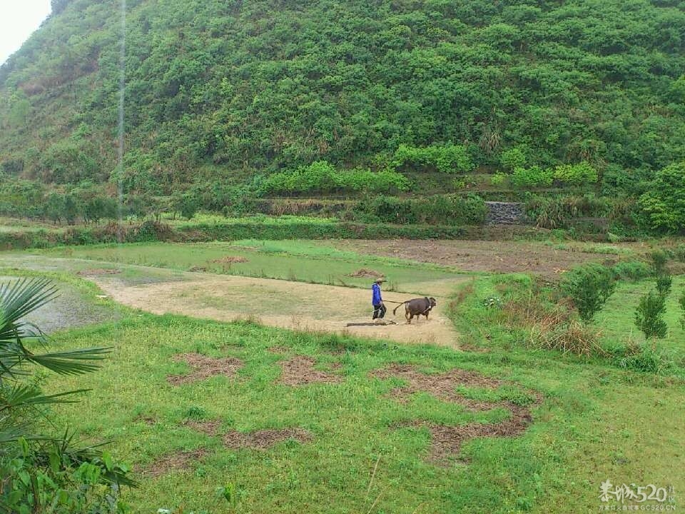 一声雷响春到来，牛古下田犁田来269 / 作者:笑桂林 / 帖子ID:66201