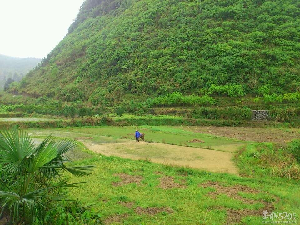 一声雷响春到来，牛古下田犁田来870 / 作者:笑桂林 / 帖子ID:66201