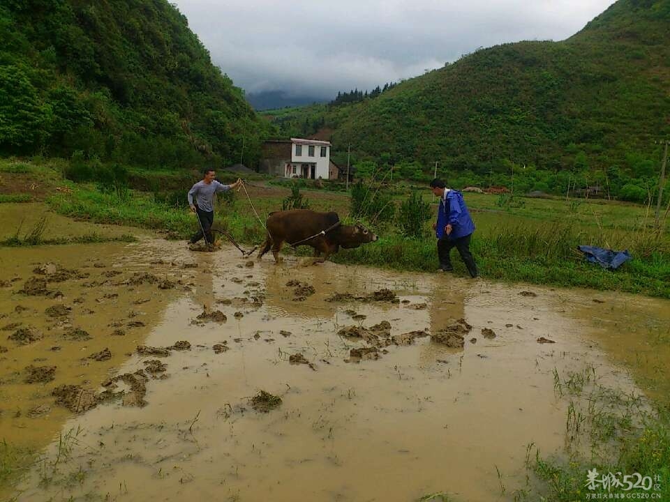 一声雷响春到来，牛古下田犁田来850 / 作者:笑桂林 / 帖子ID:66201