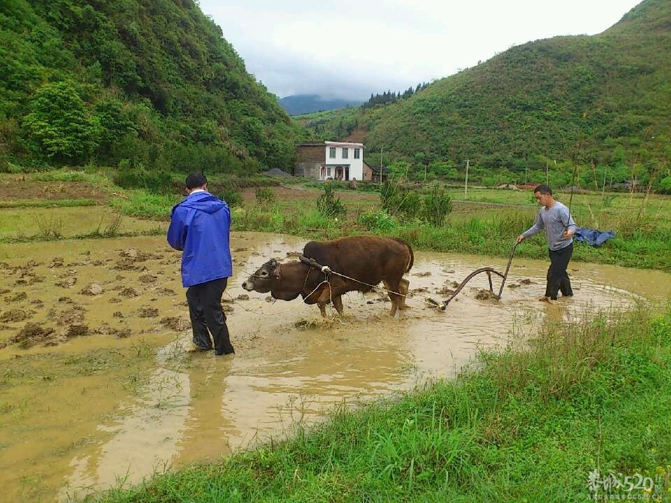 一声雷响春到来，牛古下田犁田来865 / 作者:笑桂林 / 帖子ID:66201