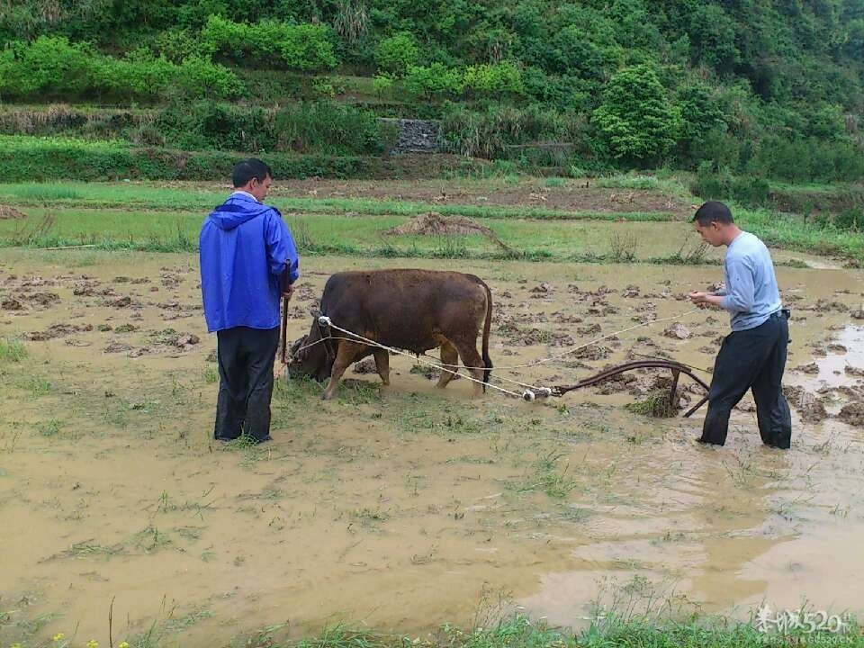 一声雷响春到来，牛古下田犁田来765 / 作者:笑桂林 / 帖子ID:66201