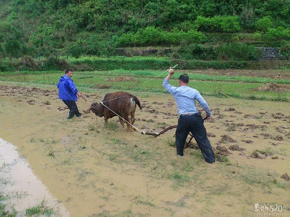 一声雷响春到来，牛古下田犁田来193 / 作者:笑桂林 / 帖子ID:66201