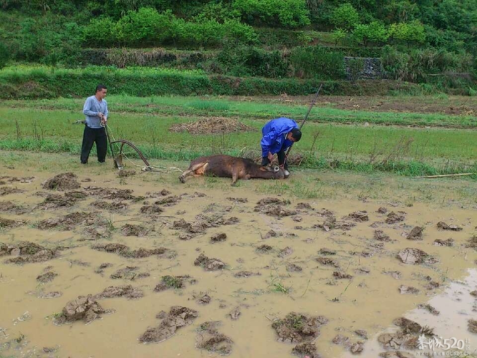 一声雷响春到来，牛古下田犁田来126 / 作者:笑桂林 / 帖子ID:66201