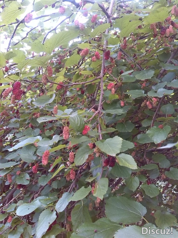 还有人晓得这种东西摆578 / 作者:烟火的暧昧 / 帖子ID:67047