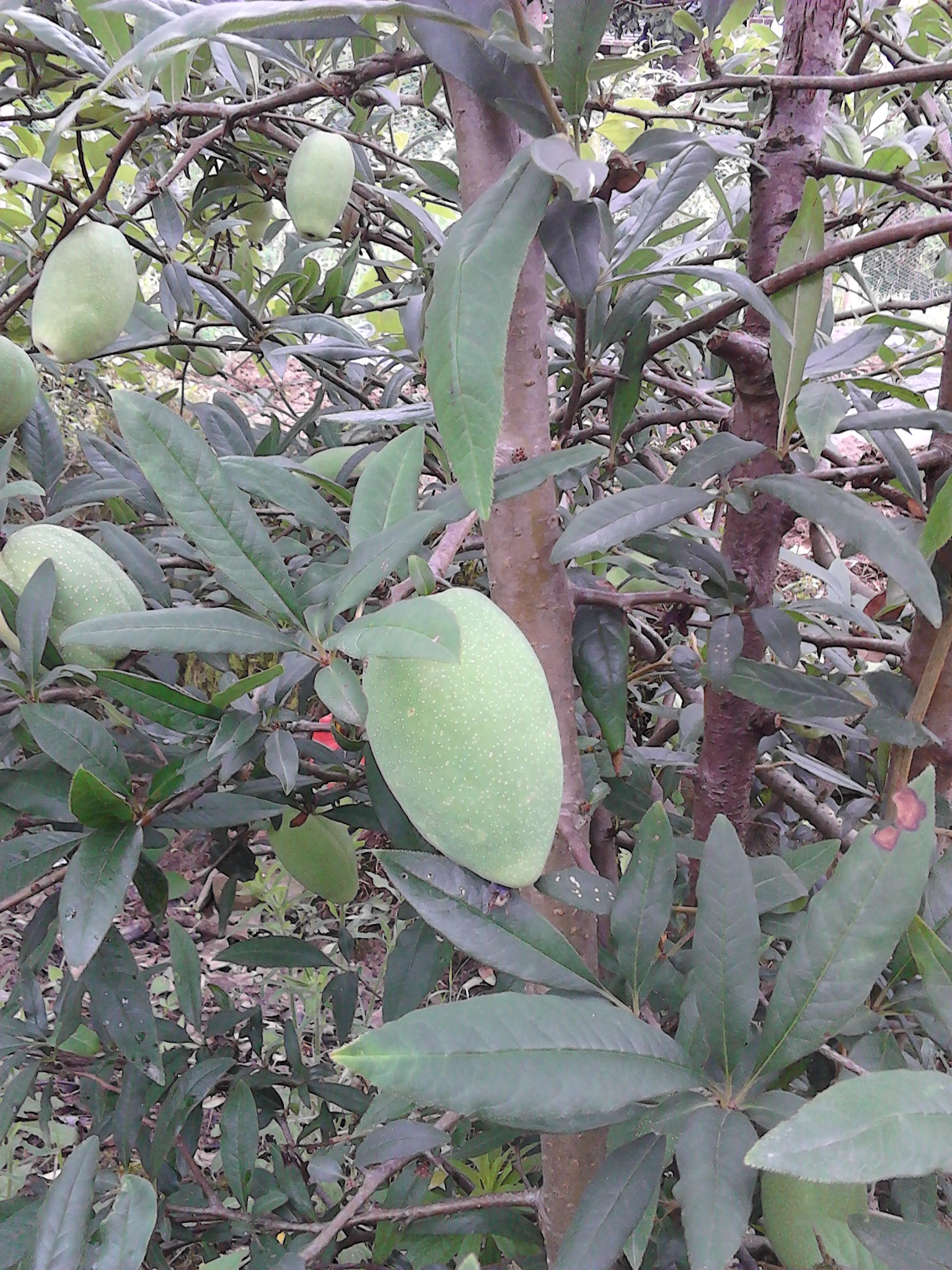 大家帮忙看一下这种是什么植物911 / 作者:米老鼠 / 帖子ID:67204