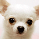 梅艳芳死亡 为张国荣放弃治疗2373 / 作者:瑶乡看兰 / 帖子ID:65872