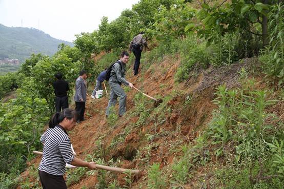 华中农大专家在恭城开展种草实验201 / 作者:风油精 / 帖子ID:67572