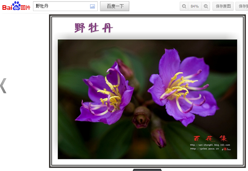 岭上盛开的野牡丹868 / 作者:山野图夫 / 帖子ID:67534