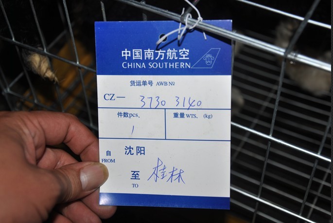 坐飞机回来的2个小家伙 比我还幸福！849 / 作者:星想事成 / 帖子ID:67599