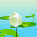 灌水594 / 作者:瑶乡看兰 / 帖子ID:63572