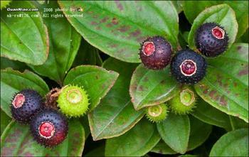 岭上盛开的野牡丹109 / 作者:山野图夫 / 帖子ID:67534