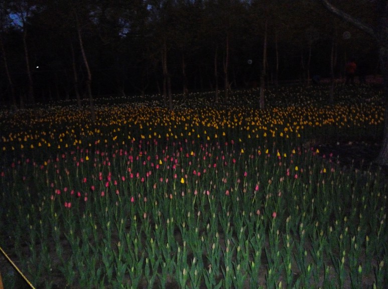 恭城五月芳菲尽，北国郁金尚含苞837 / 作者:马路桥~八区 / 帖子ID:67872