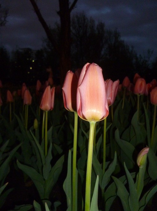 恭城五月芳菲尽，北国郁金尚含苞700 / 作者:马路桥~八区 / 帖子ID:67872