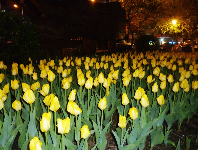 恭城五月芳菲尽，北国郁金尚含苞21 / 作者:马路桥~八区 / 帖子ID:67872