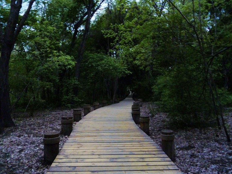 恭城五月芳菲尽，北国郁金尚含苞866 / 作者:马路桥~八区 / 帖子ID:67872