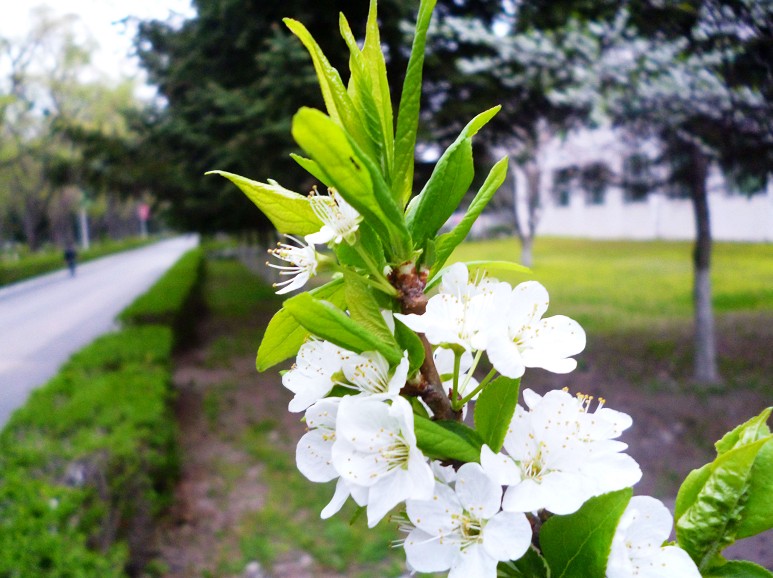 恭城五月芳菲尽，北国郁金尚含苞655 / 作者:马路桥~八区 / 帖子ID:67872