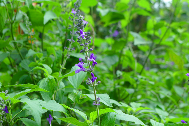 2013年盘龙峡 帐篷节 活动相片              (下面还有哦）557 / 作者:东顺电脑 / 帖子ID:68326