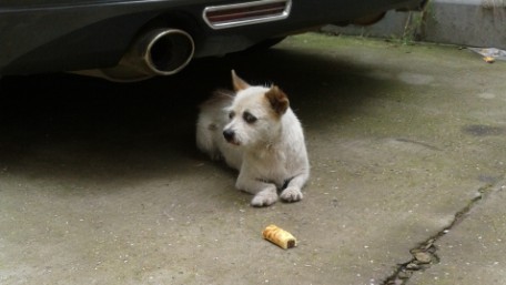 流浪狗狗好可怜，望主人看到即可抱回131 / 作者:﹏.ˋの′幽 / 帖子ID:70173