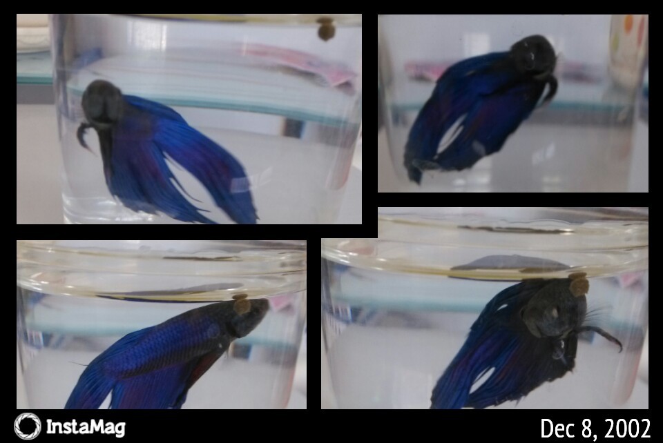 鱼鱼646 / 作者:lydia / 帖子ID:70315