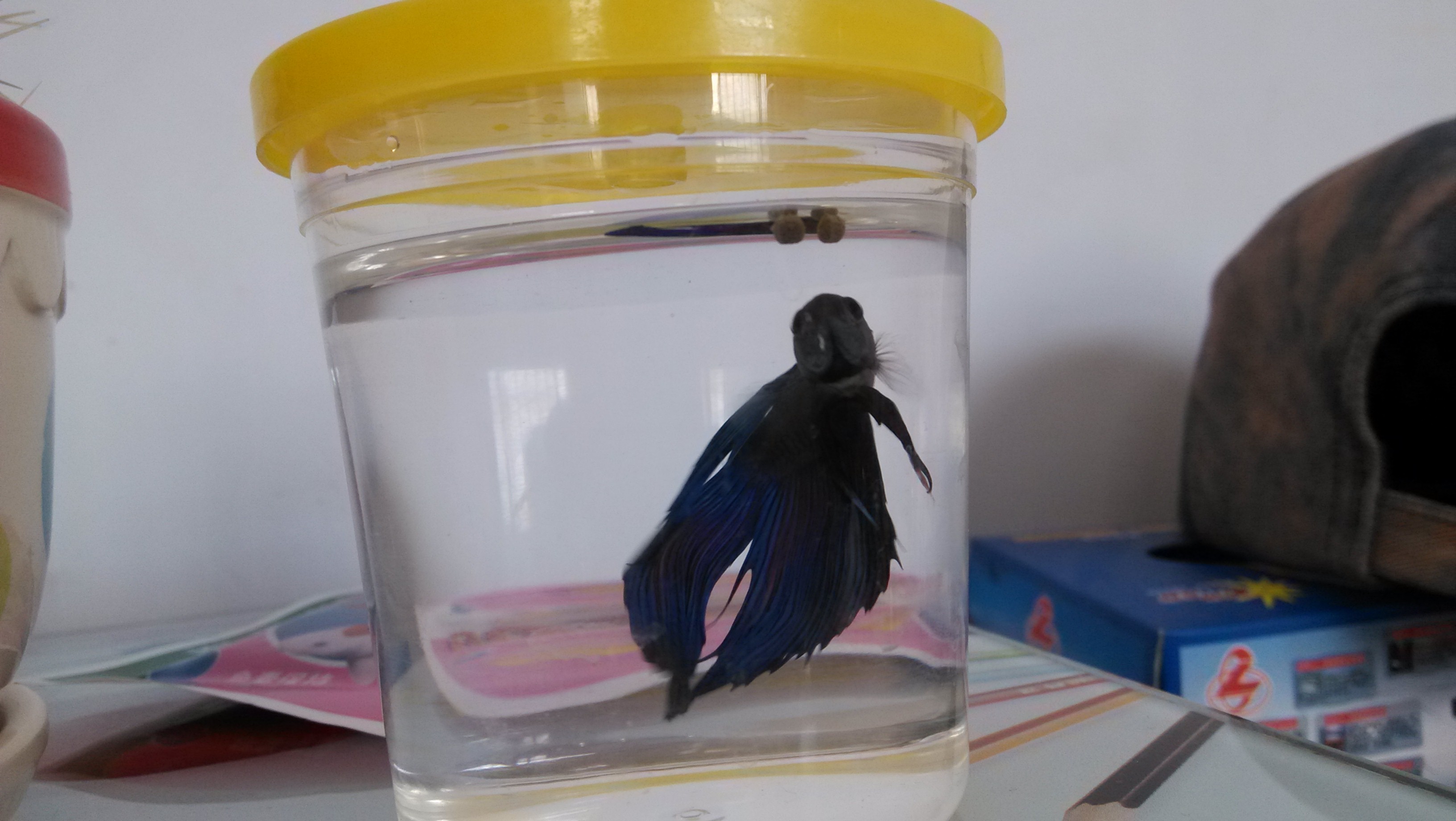 鱼鱼14 / 作者:lydia / 帖子ID:70315