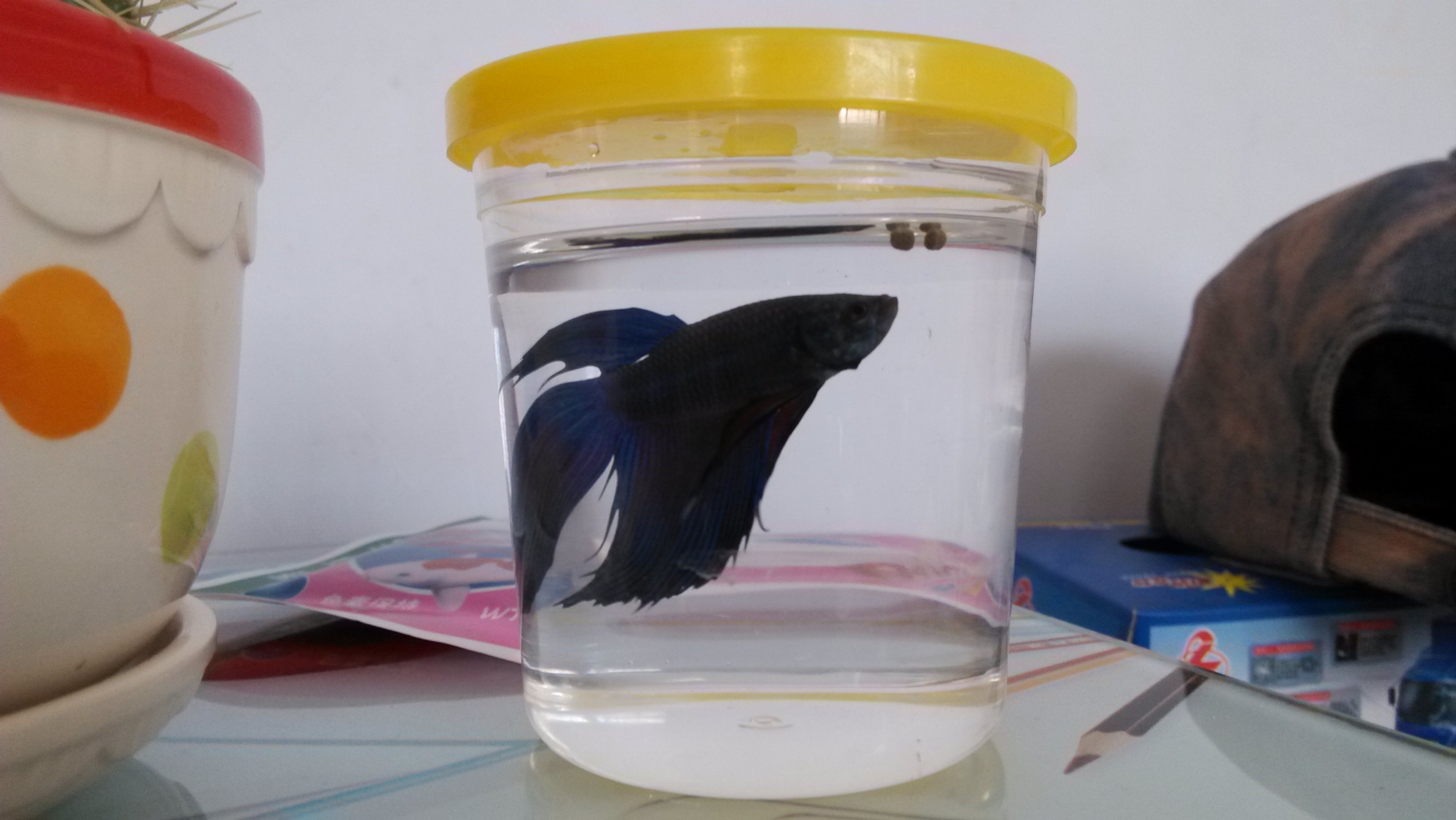 鱼鱼385 / 作者:lydia / 帖子ID:70315