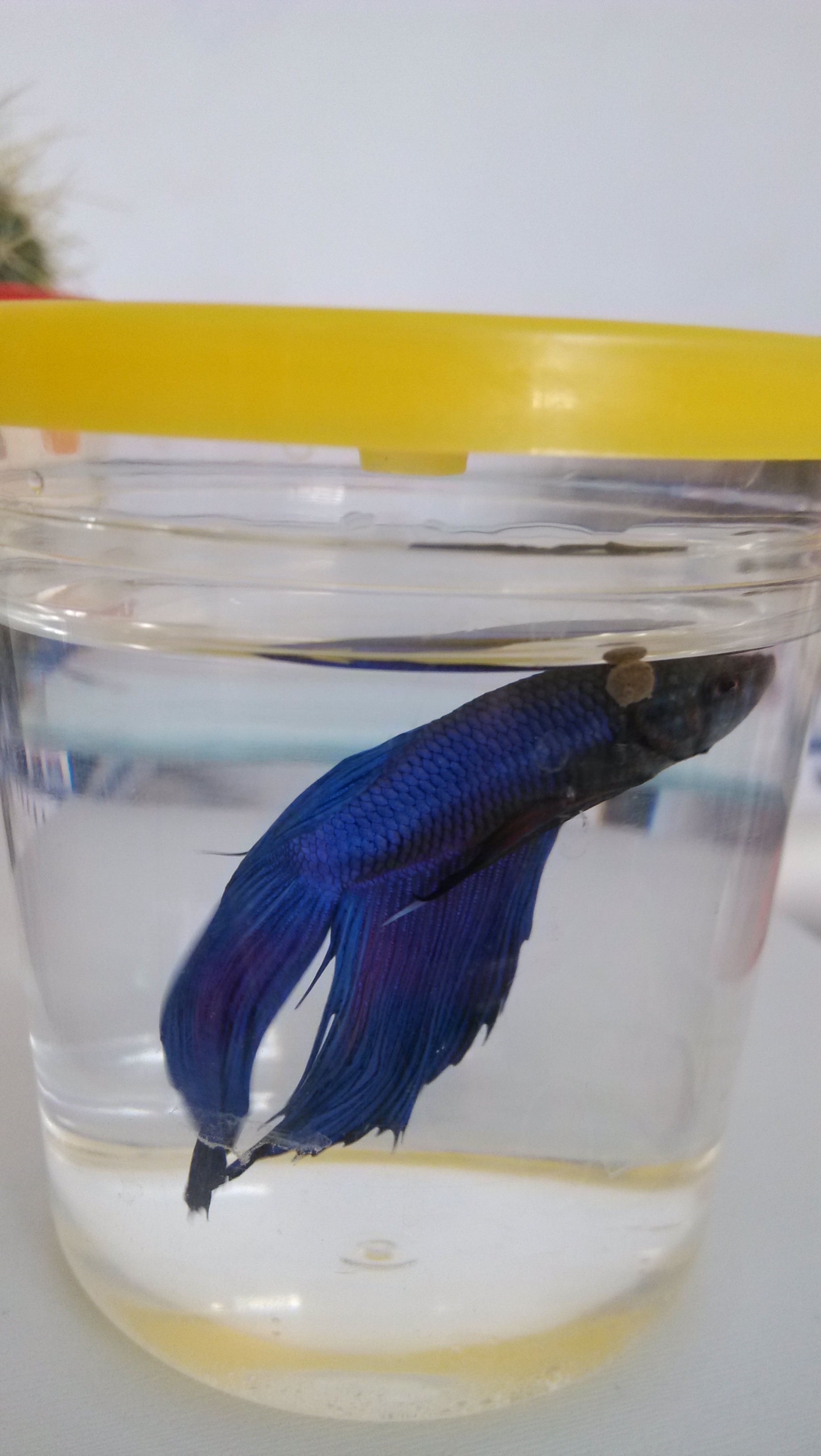 鱼鱼70 / 作者:lydia / 帖子ID:70315