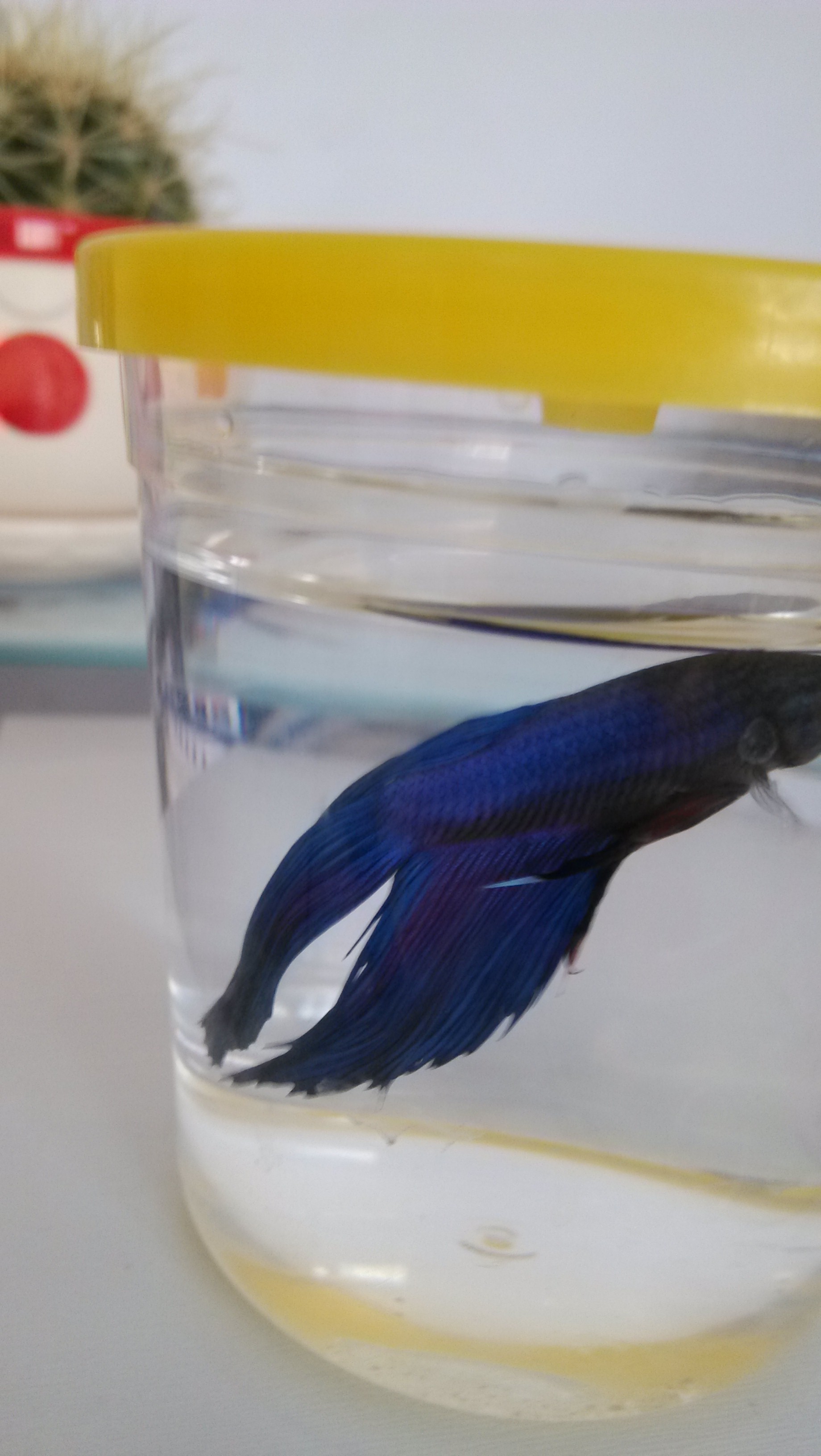 鱼鱼193 / 作者:lydia / 帖子ID:70315