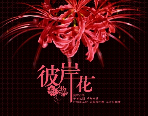 彼岸花开。630 / 作者:麗児mmmmm / 帖子ID:91562