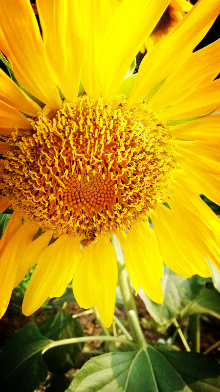 随拍553 / 作者:lydia / 帖子ID:91610