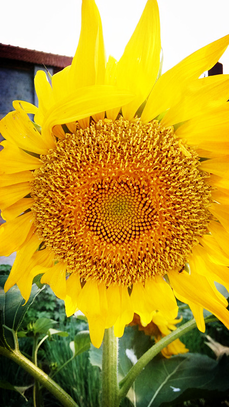 随拍204 / 作者:lydia / 帖子ID:91610