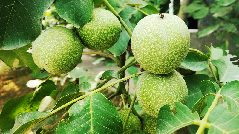 随拍42 / 作者:lydia / 帖子ID:91610