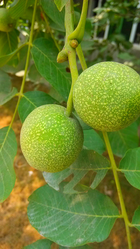 随拍766 / 作者:lydia / 帖子ID:91610