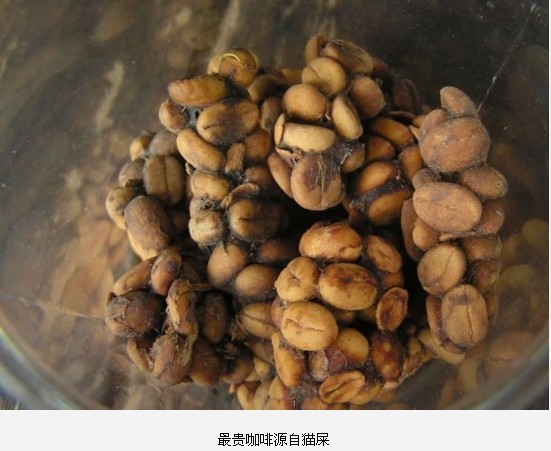 全球最惊悚的20大重口味&quot;美食&quot;24 / 作者:麻蛋 / 帖子ID:91682