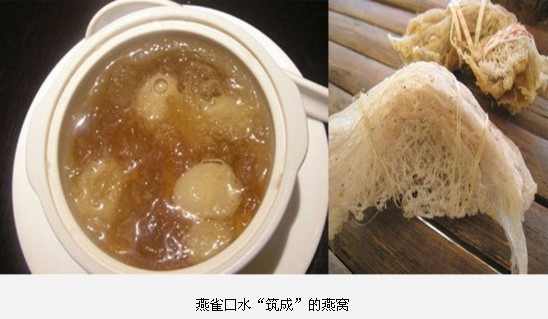 全球最惊悚的20大重口味&quot;美食&quot;709 / 作者:麻蛋 / 帖子ID:91682