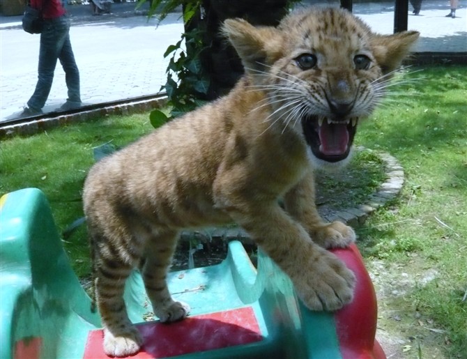 你们猜这只小可爱是什么动物245 / 作者:蔷薇Jolie / 帖子ID:92392