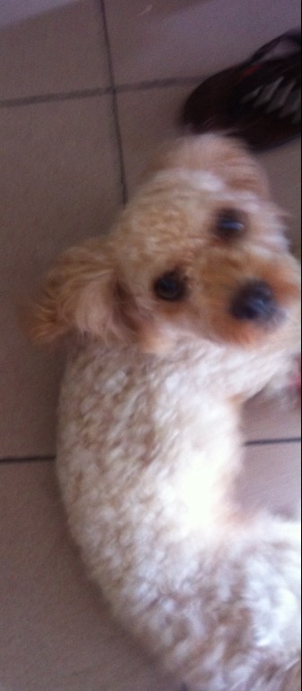 寻狗启示 寻狗启示660 / 作者:小时候可帅了 / 帖子ID:92603