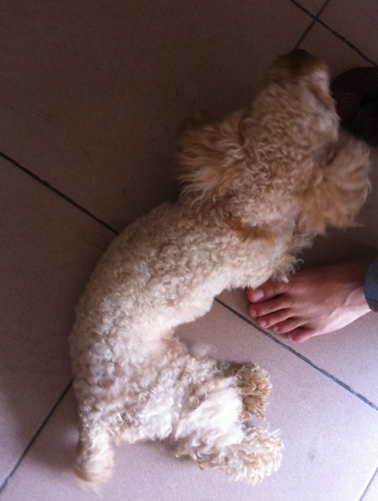 寻狗启示 寻狗启示616 / 作者:小时候可帅了 / 帖子ID:92603