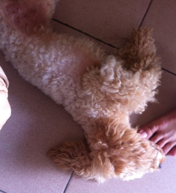 寻狗启示 寻狗启示983 / 作者:小时候可帅了 / 帖子ID:92603