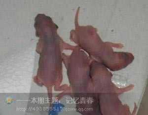 17岁女孩意外怀孕，怀的竟是老鼠！！！130 / 作者:星想事成 / 帖子ID:92609