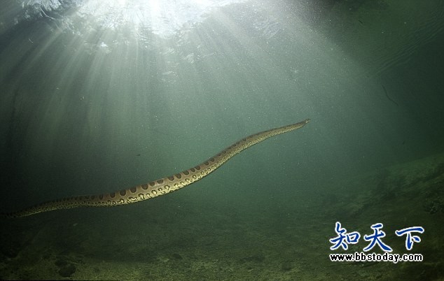 深水老怪981 / 作者:笑看$颩囩 / 帖子ID:92613