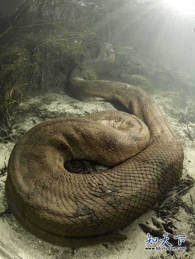 深水老怪554 / 作者:笑看$颩囩 / 帖子ID:92613