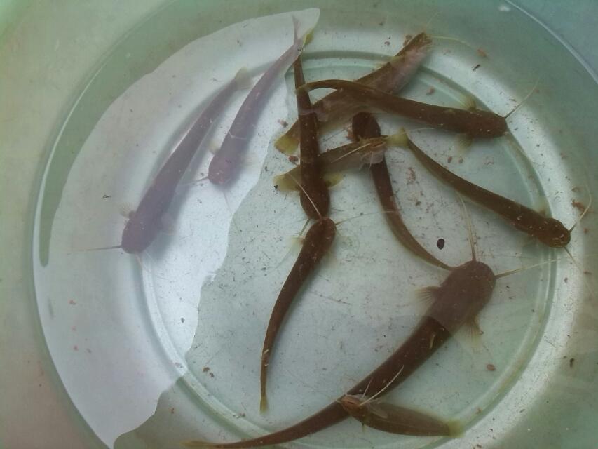 今天的收获736 / 作者:烟火的暧昧 / 帖子ID:92834